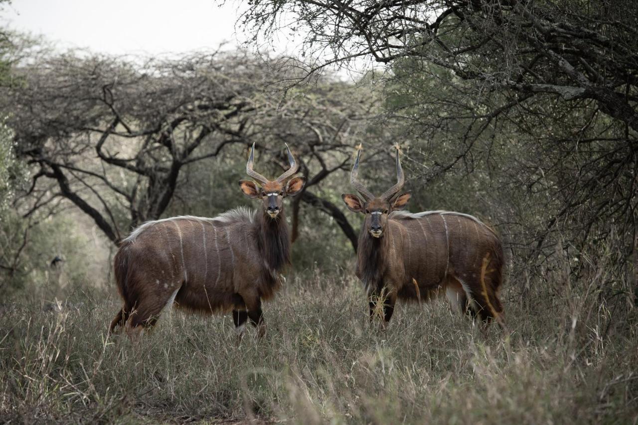 Zululand Lodge Hluhluwe Exteriör bild