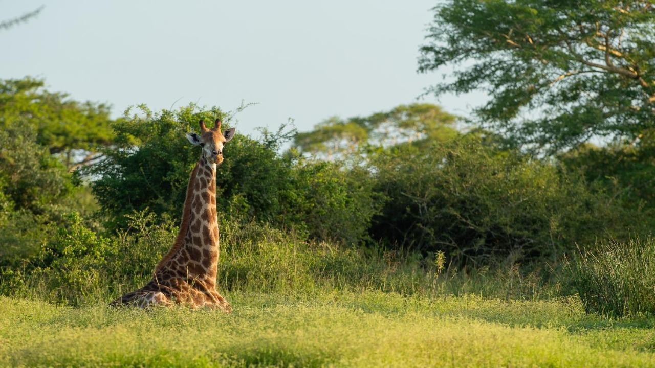 Zululand Lodge Hluhluwe Exteriör bild